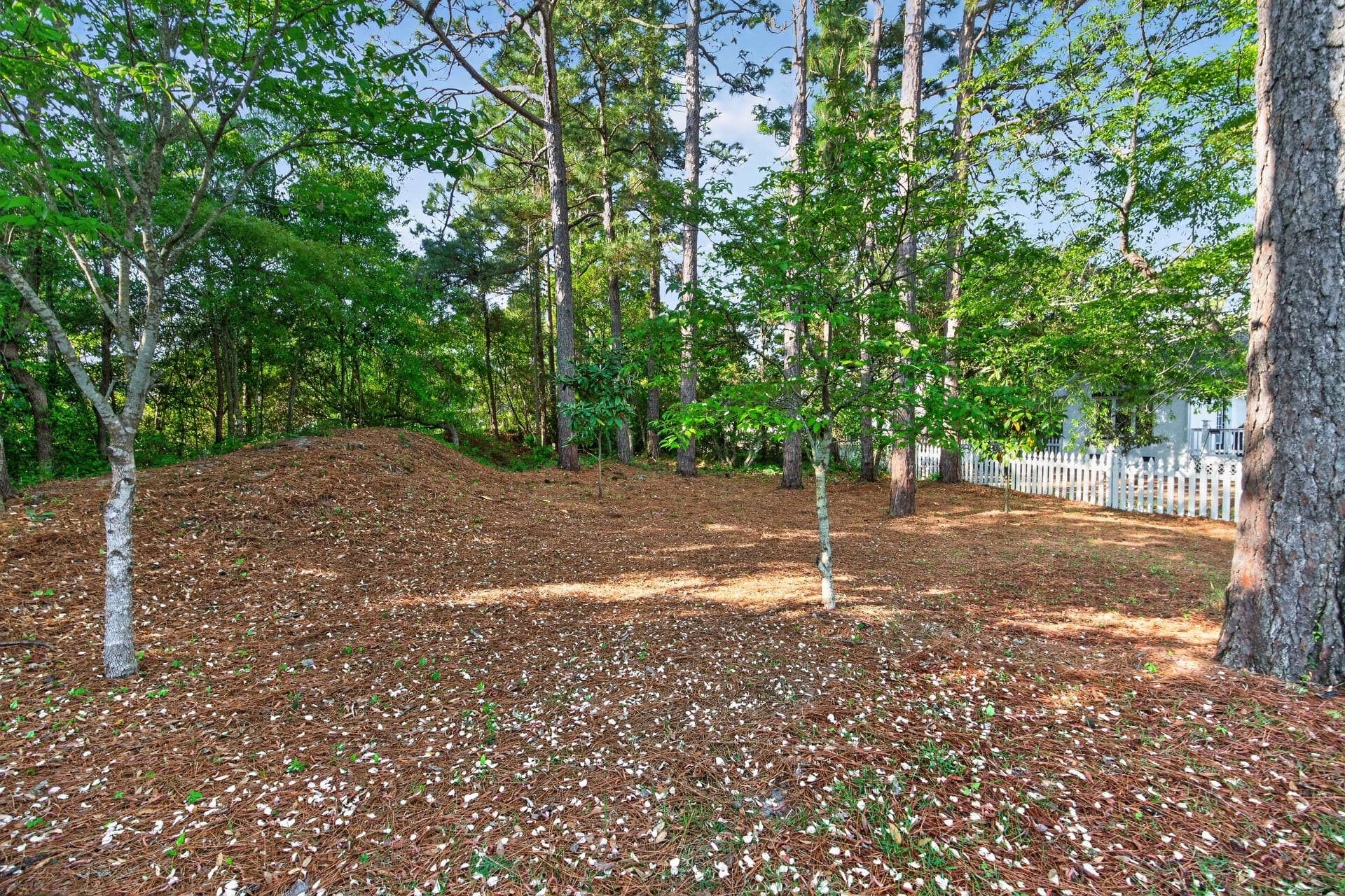 Wooded backyard with pine straw